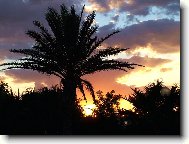 Datlov palma
