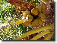 Kokosov palma