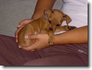 Trpasli�� pin� 2 m�s�ce