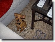 trpasli�� pin� 2 m�s�ce