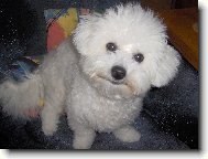 Bi�on�� hol�i�ka Betynka