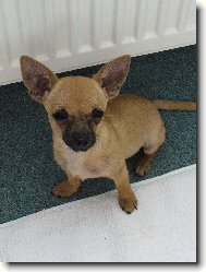 Fenri (Reino-chi ze S�dlberku)