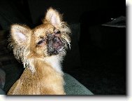 Jessinka - na�a here�ka