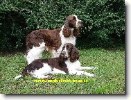 Hn�dob�l� �pring�i