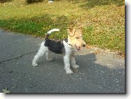 Harry DE BOA DOR (vyhlejc jakou by udlal dal lumprnu)