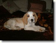 Beagle - Oskar