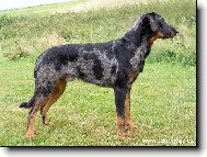 Beauceron harlek�n