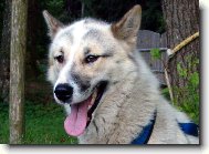 Bessi K�emenn� Val