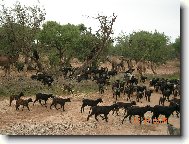 Kozy a velbloudi u Agadiru