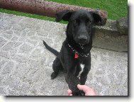 malorsk� ov��k