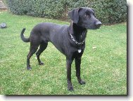 Malorsk� ov��k