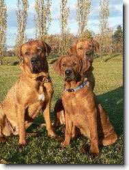 Chovatelsk� stanice Diamant severu