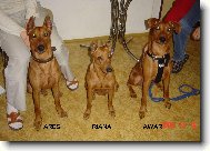 MAMINKA A JEJ� SYNOV� NA N�V�T�V�