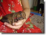 HOL�I�KA CELLERI-ANA