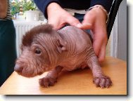 foto �t���tko