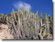Hust porost kaktus