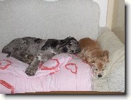 Tyl�sek s ��ou