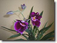 Orchideje-Miltonia
