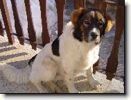 Barnab� Jakubsk� h�rka