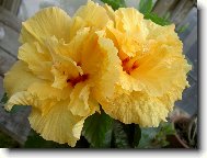 Ibi�ek ��nsk�