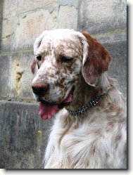 Frodo z Me�insk� h�jovny