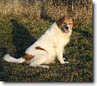 Akina - P�e�tick� luka