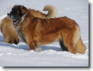 Bonnie B. Bora z Miloti�ek