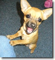 Nad�en� �ivav�k Fenri