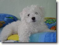 princezna na hr�ku