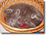 Ko�ka v ko��ku :)