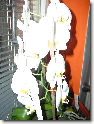 Orchidej v ložnici na severní straně 18-20stupnňů