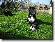 Archibald z Pern�t�nsk�ch hradeb