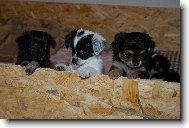 Bessinky �t���tka