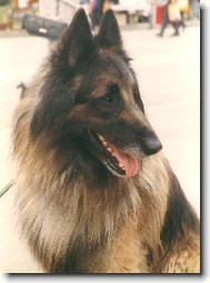 M�j milovan� Cliff (Dino Rudolfovsk� sk�la CZ)