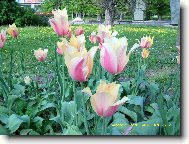 tulip�ny