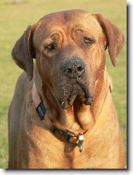 tosa inu �t���tka z chovatelsk� stanice Diamant severu