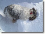 Egrif Majoli Inu podruh�....hledal my�kuu..=)