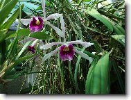 N�v�t�va u Anonyma