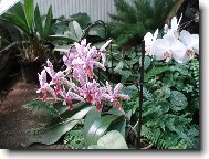 N�v�t�va u Anonyma