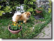 kv�tinka mezi kv�tinkami