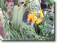 N�v�t�va u Anonyma