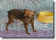 Srn�� ratl��ek