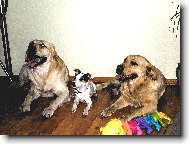 Spole�ensto DAK (Dasty, Agnes, Kesi)