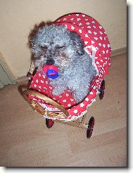 Barevn� bolo�sk� ps�k