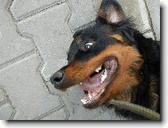 Sranda ? P�ejde......