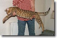 Savanová kočka- kocour Aabu F5