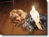 Mil��ek Charl�