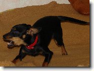 Srn�� ratl��ek Aminka