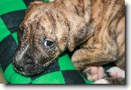 N� kr�sn� Bass