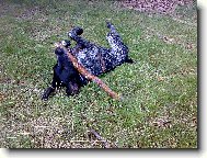 Dyk a jeho obl�ben� hra�ka..